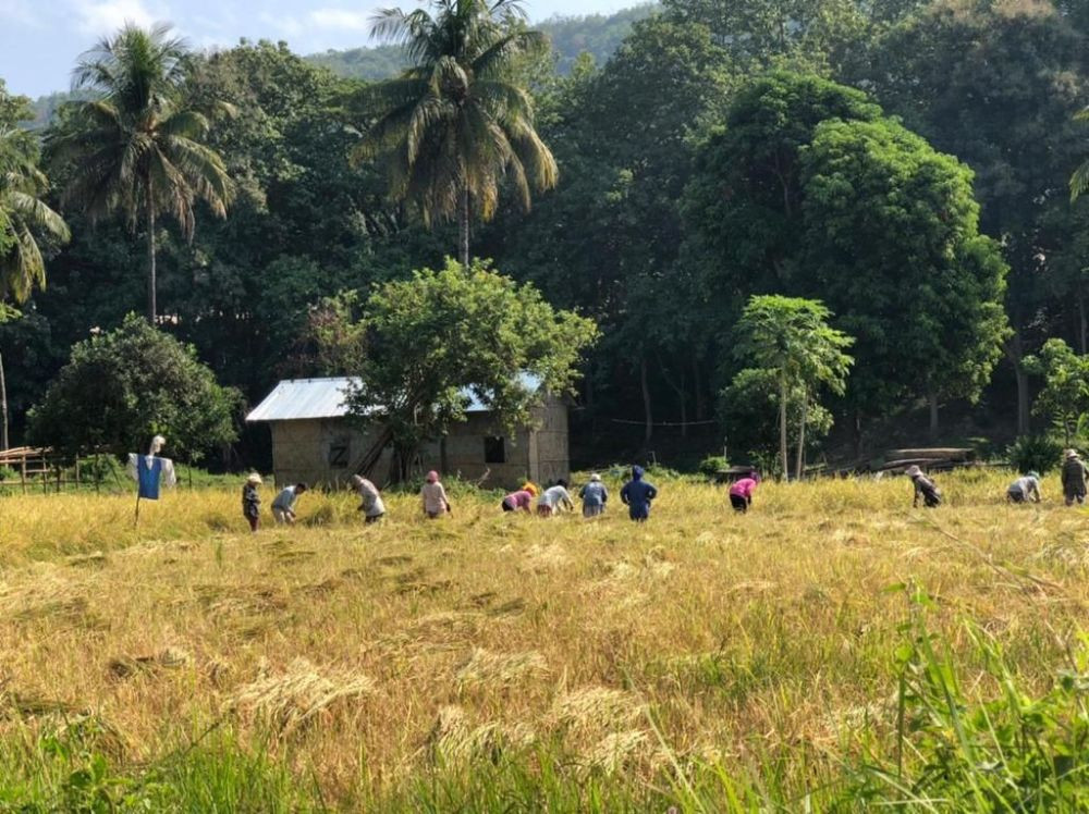 A group of people are seen harvesting a paddy field near Chümoukidema in this photo taken November 2, 2021. According to e-Sharm portal, out of 1.73 lakh registered unorganised workers in Nagaland, a total 1.09 lakh or 63.41% were engaged in agriculture and allied sector as of December 12. (Morung File Photo: For representational purposes only)